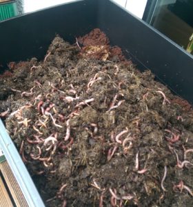 Kompostieren ohne Garten: Regenwurmkompost