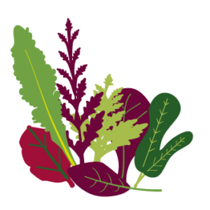 Asia Salat Mix samenfestes Bio Saatgut kaufen