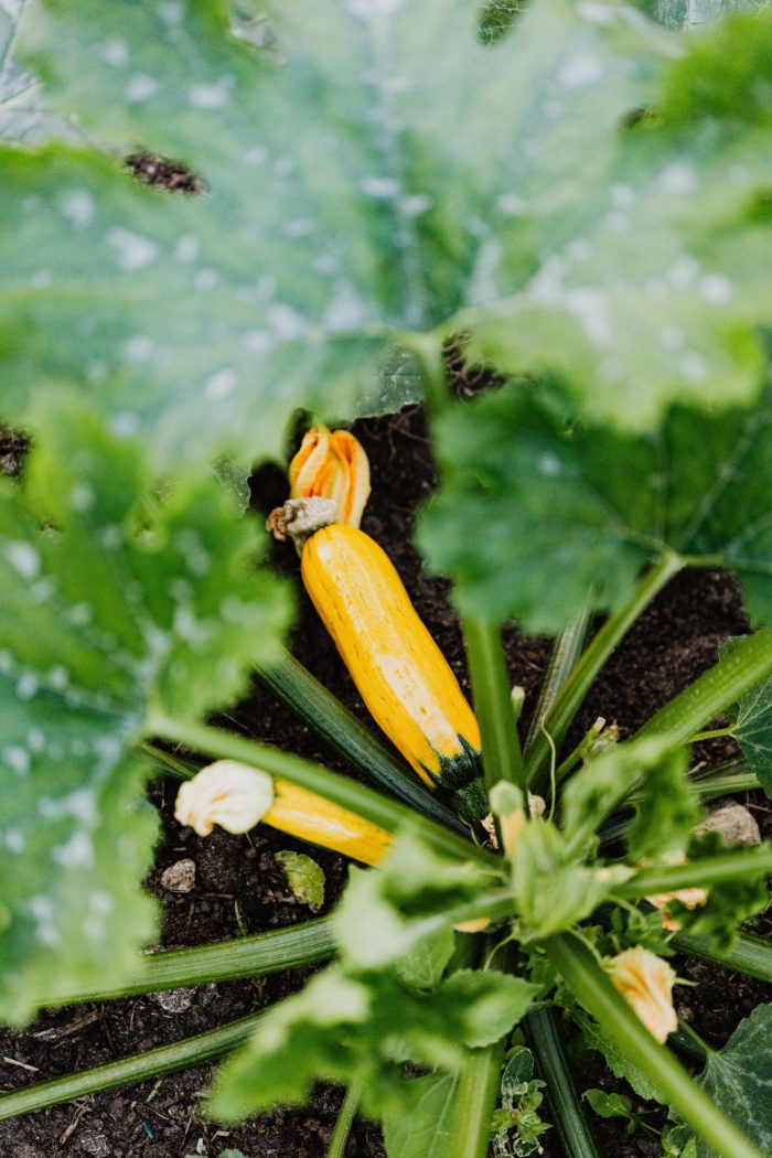 Gelbe Zucchini Pflanze Solara