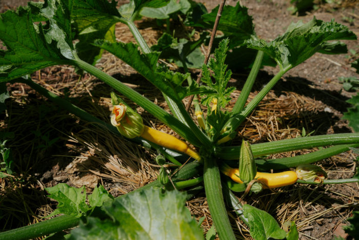 Gelbe Zucchini Solara Pflanze